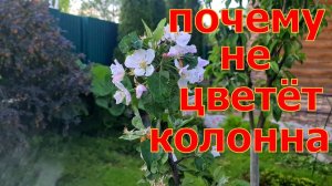 ПОЧЕМУ не цветут колонновидные яблони! ПРИЧИНЫ