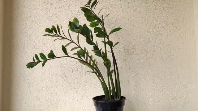 Мои замиокулькасы?/Делюсь впечатлениями/наблюдаю за цветами. смотреть онлайн