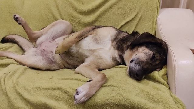 Урааа! Меги начала спать в расслабленной позе. 2 месяца и 7 дней мы вместе))