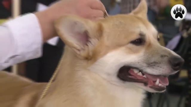 ВЕЛЬШ-КОРГИ. Плюсы и минусы WELSH CORGI смотреть онлайн