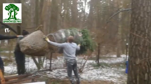 Посадка хвойных деревьев. смотреть онлайн