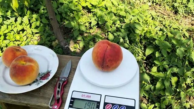 персик Фрост