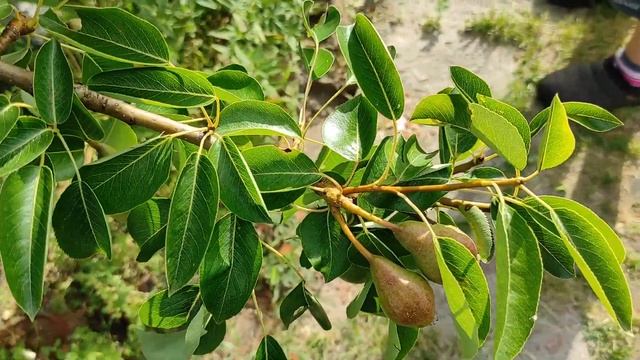 Белорусский деревенский двор. У Софьи Ивановны.Belarusian village courtyard. смотреть онлайн