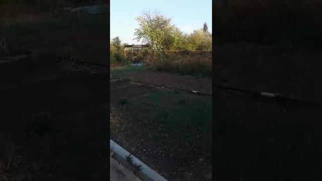 ЯБЛОНИ ВИШНИ В ЦВЕТУ НА ДАЧЕ КРАСОТА смотреть онлайн