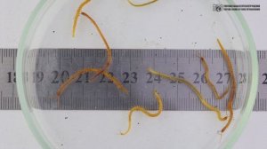 Городские "сколопендры". Костянка и геофил. // Clever Cricket