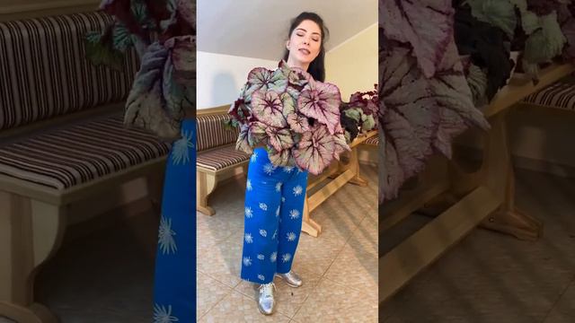 Бегония, которую я ращу для своего мужа #begonia #begonias #rexbegonia #бегонии #бегония смотреть онлайн