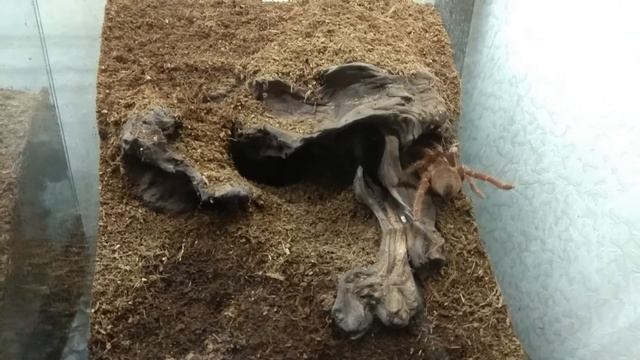 Агрессивный паук птицеед Pelinobius muticus (Кравшай) смотреть онлайн