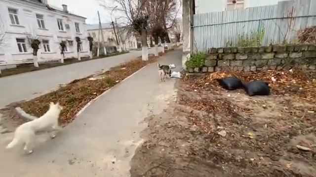 Бродячие собаки растаскивают мусор по Вольску смотреть онлайн