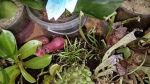 Хищные растения. Новые жители.