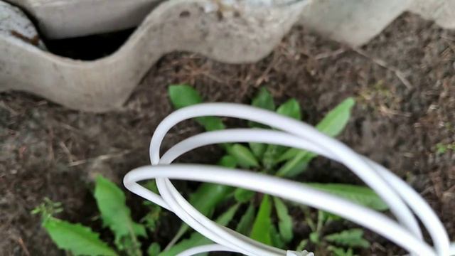 8. Созревание винограда в Алтайском крае. 23 августа 2024 года.