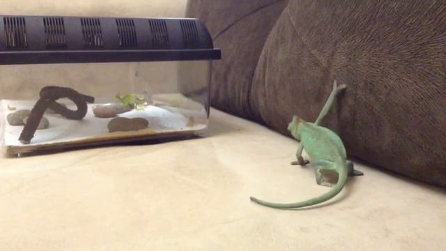 Veiled Chameleon and Turkish House Gecko смотреть онлайн