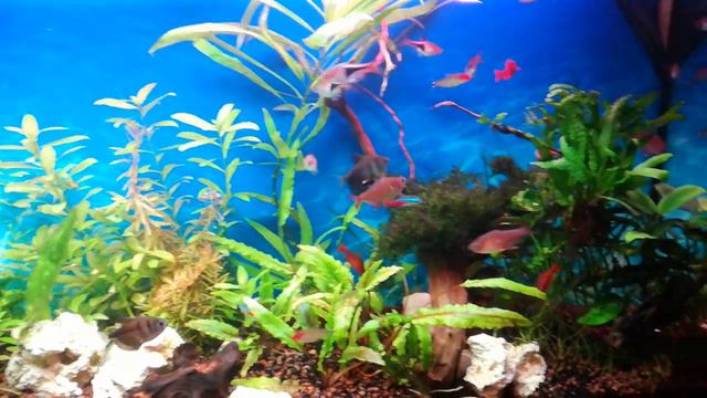 Мой столитровый аквариум сейчас. Анциструс перестал копать! Жду и ничего не делаю смотреть онлайн