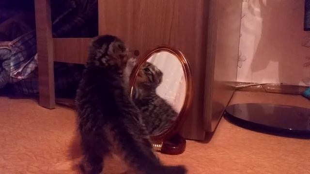 Котенок и зеркало .Вислоухий смешной смотреть онлайн