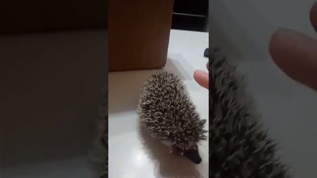 Милый ежик смотреть онлайн