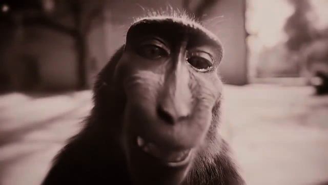 MONKEY #grimace #game #roblox #рекомендации #роблокс #игра #recommended #2023 #роблоксер смотреть онлайн