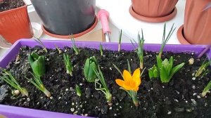 Первоцветы в горшке на балконе. Цветущие подснежники, крокусы. Как прошла зимовка? 16 февраля 2023