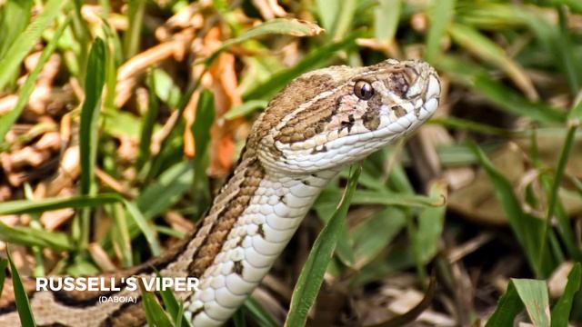 Snakes in India (How to know if a snake is Venomous or Non-Venomous) смотреть онлайн