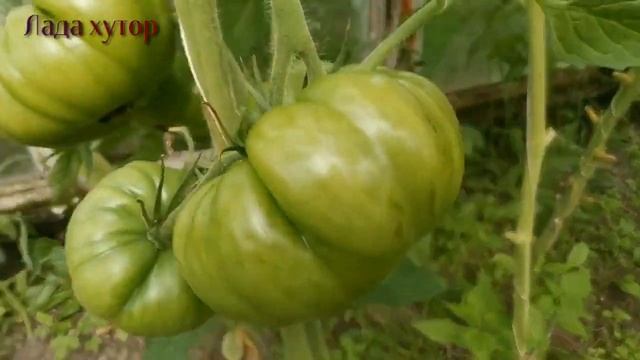 #Ладахутор#курятник#огород#стройка#Заливка полов в курятнике смотреть онлайн