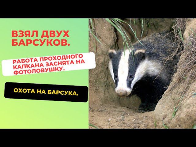 Охота на барсука Взял двух барсуков Работа проходного капкана смотреть онлайн