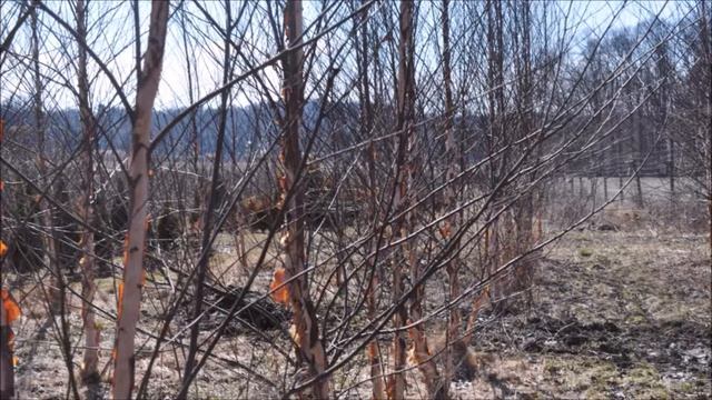 Trees for a wet Area Betula Nigra River Birch смотреть онлайн