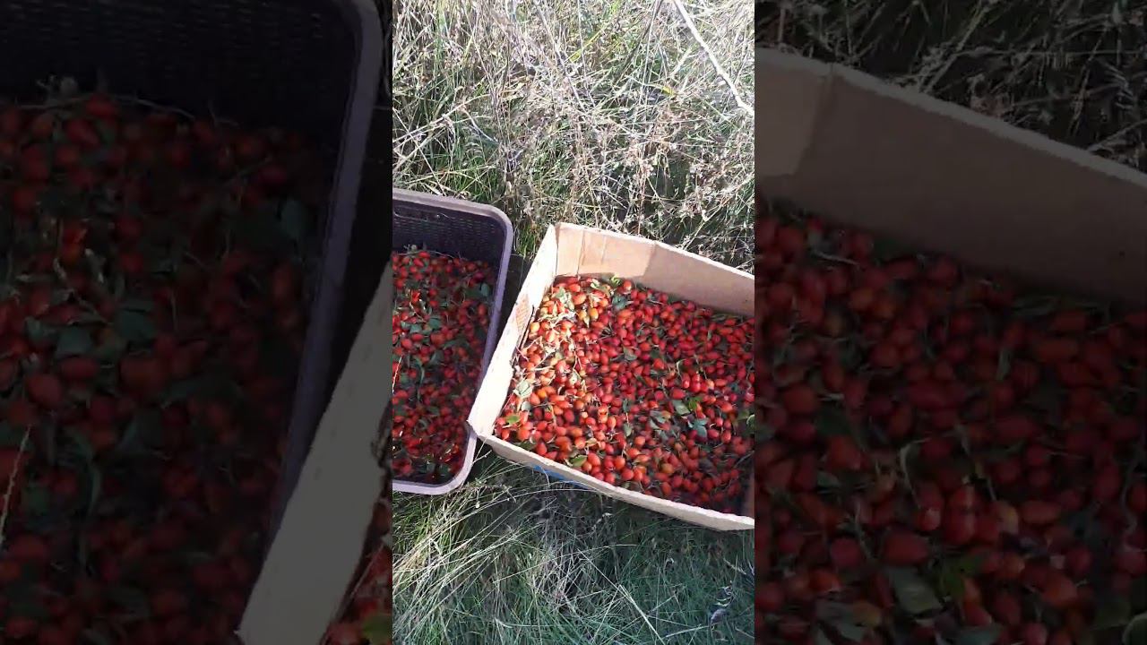 Заготовка шиповника !!! смотреть онлайн