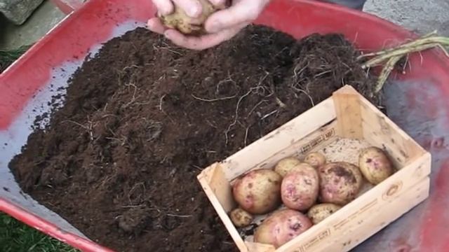 last potatoes cara . смотреть онлайн