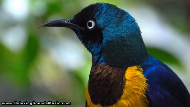 SINGING BIRDS Nature Sounds - 12 Hours - Sounds of Nature - Gracefully Relax and Unwind смотреть онлайн