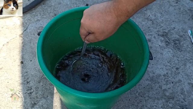 Чем обработать капусту от гусениц бабочки Капустницы. Обработка капусты от вредителей смотреть онлайн