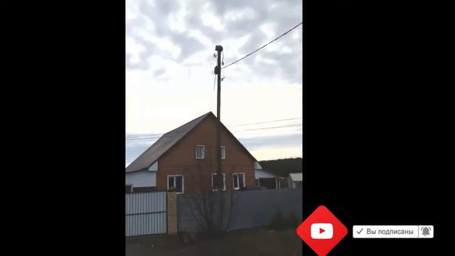 Рыси пришли в деревню смотреть онлайн