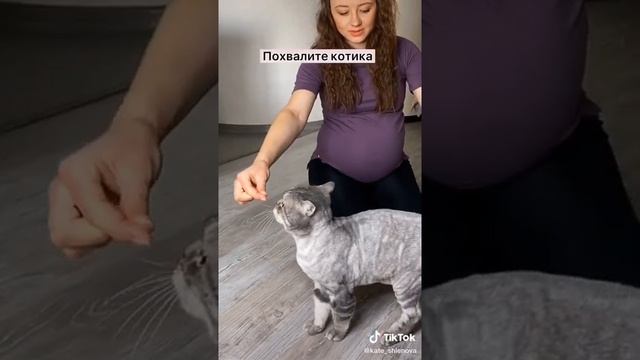 Как научить Вашего кота команде "ПРЫЖОК"? ??? смотреть онлайн