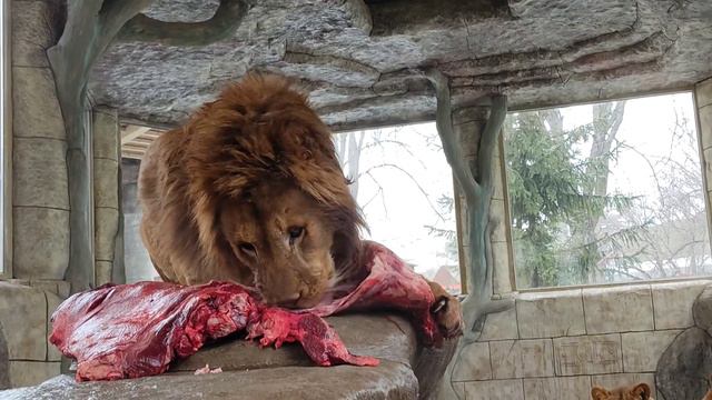 Немножко покушаем 🦁🧡🧡)))(Симба,Клава и Азиза) смотреть онлайн