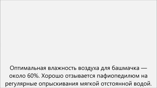 Венерин башмачок уход смотреть онлайн