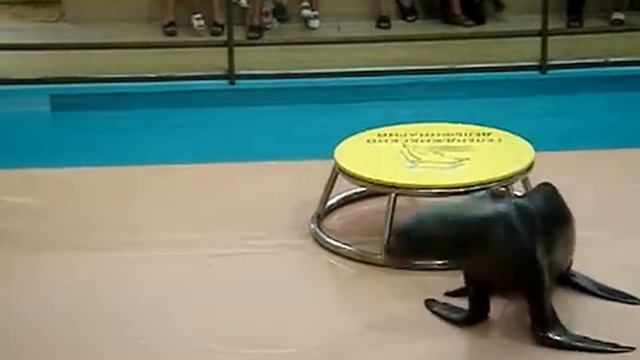 Морской кот играет в волейбол