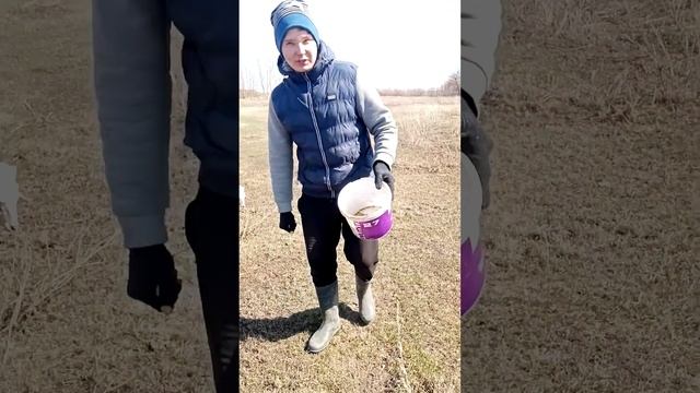 Открыли пасбищный сезон #animals #sheep #Pasture season #алтай #овцы #козы #пастбище #алтайскийкрай смотреть онлайн