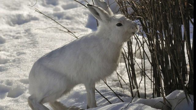 как животные к зиме готовятся смотреть онлайн