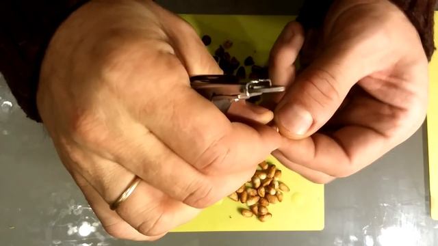 Лайфхак как очистить от скорлупы кедровые орешки смотреть онлайн