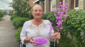 Бумажный багульник