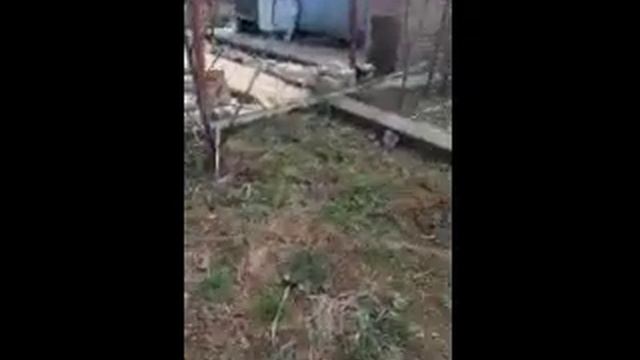 Первый день на даче, считаем мышей. ??? смотреть онлайн
