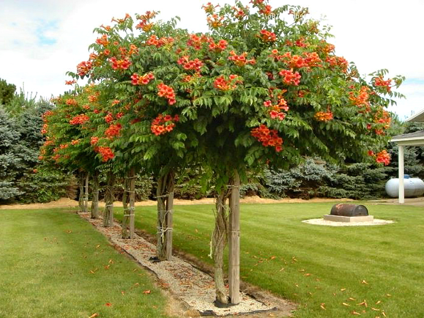 Бывает ли рябина на штамбе ? смотреть онлайн