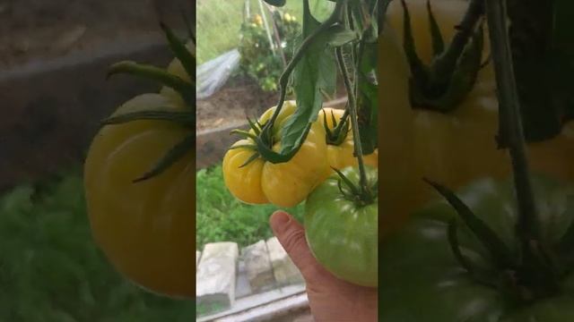 Обзор теплицы 3 сентября 2020г. смотреть онлайн