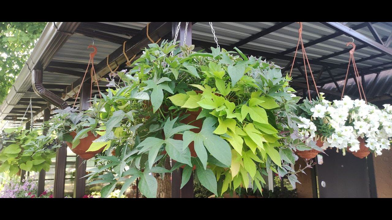 Обязательно посадите эти ампельные растения .Топ -10 самых лучших ампелей для кашпо в саду. Обзор. смотреть онлайн