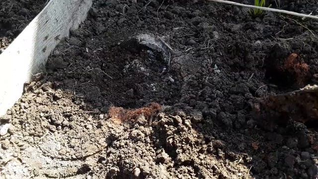 Огород2023_КлубникаВИКТОРИЯусы