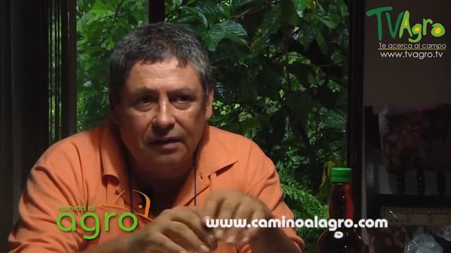 Propiedades medicinales del fruto de Noni - TvAgro por Juan Gonzalo Angel смотреть онлайн