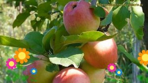 Яблоня Солнышко. Краткий обзор, описание характеристик, где купить саженцы malus domestica Solnyshk