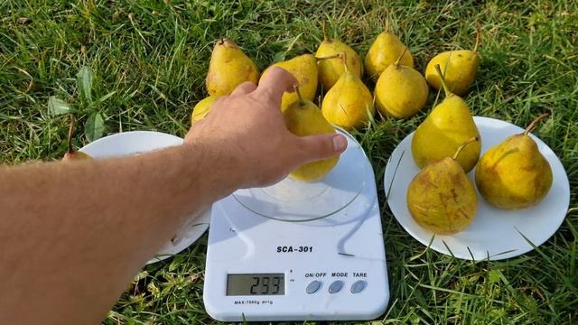 Груша Харроу Світ смотреть онлайн