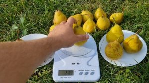 Груша Харроу Світ