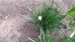 Зефирантес уход. Как сажать, цветение, опыление. Полный цикл от посадки до сбора семян.