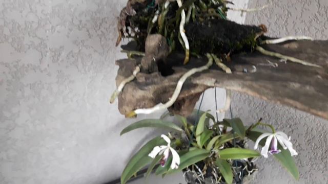 Cattleya Dolosa Alba смотреть онлайн