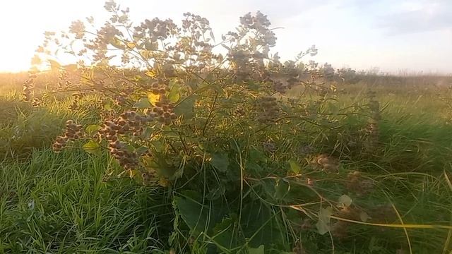 лопух4 смотреть онлайн