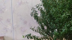 Мирт комнатный. Формирующая обрезка.